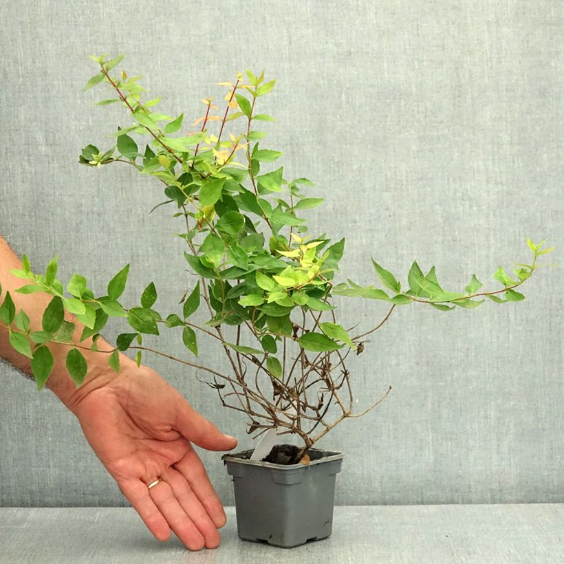 Abelia grandiflora - Abelia with large flowers 8/9 cm pot sample as delivered in summer
