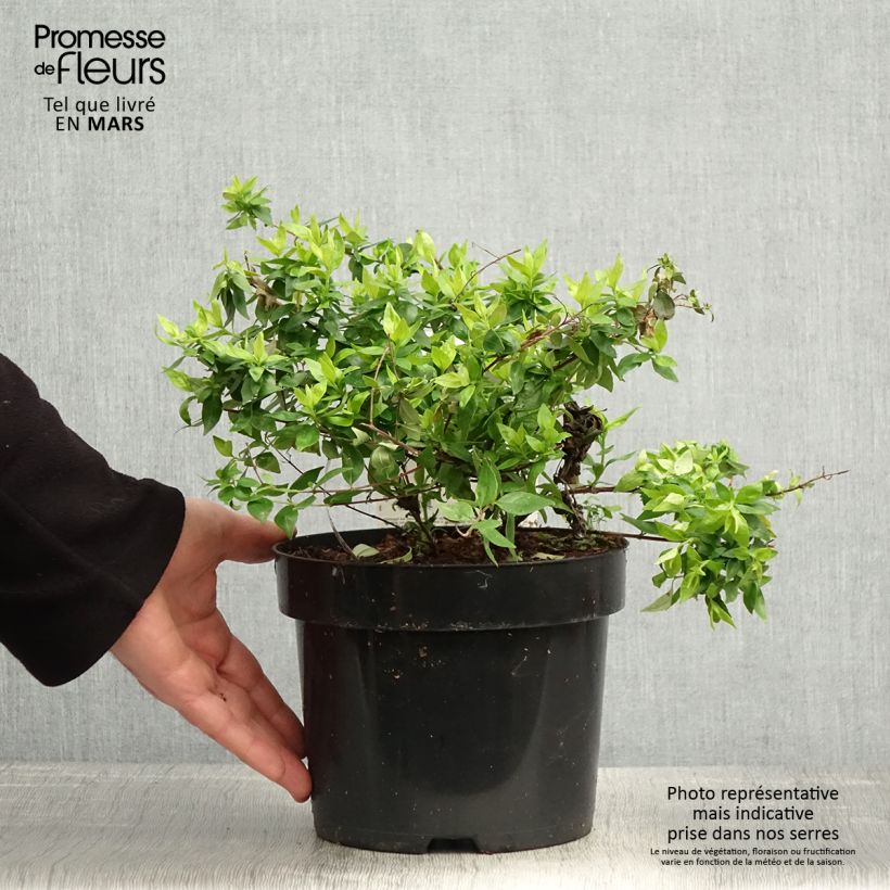 Abelia grandiflora Caramel Charm 3L/4L pot sample as delivered in spring