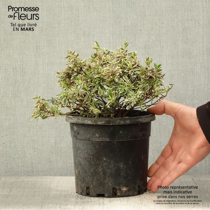 Abelia x grandiflora Confetti 1.5L/2L pot sample as delivered in spring