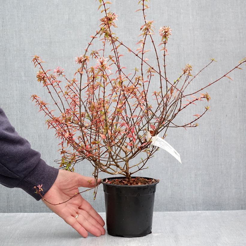 Abelia x grandiflora Kaleidoscope 1L/1.5L pot sample as delivered in autumn