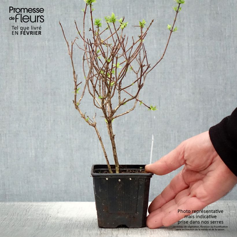 Abelia grandiflora Pisto 8/9 cm pot sample as delivered in winter