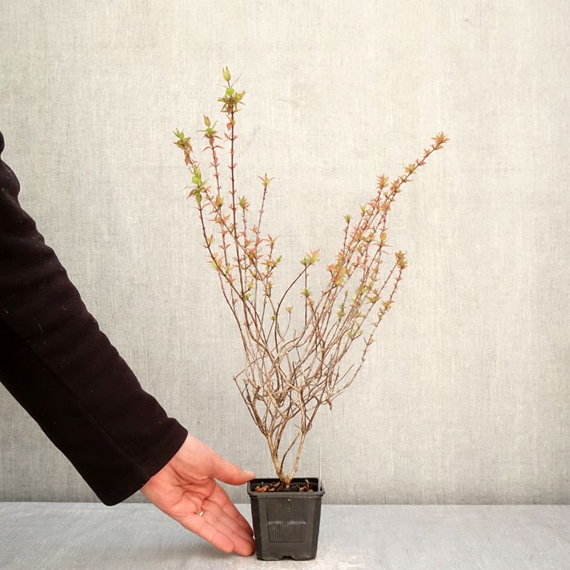 Abelia grandiflora Pisto 8/9 cm pot sample as delivered in spring