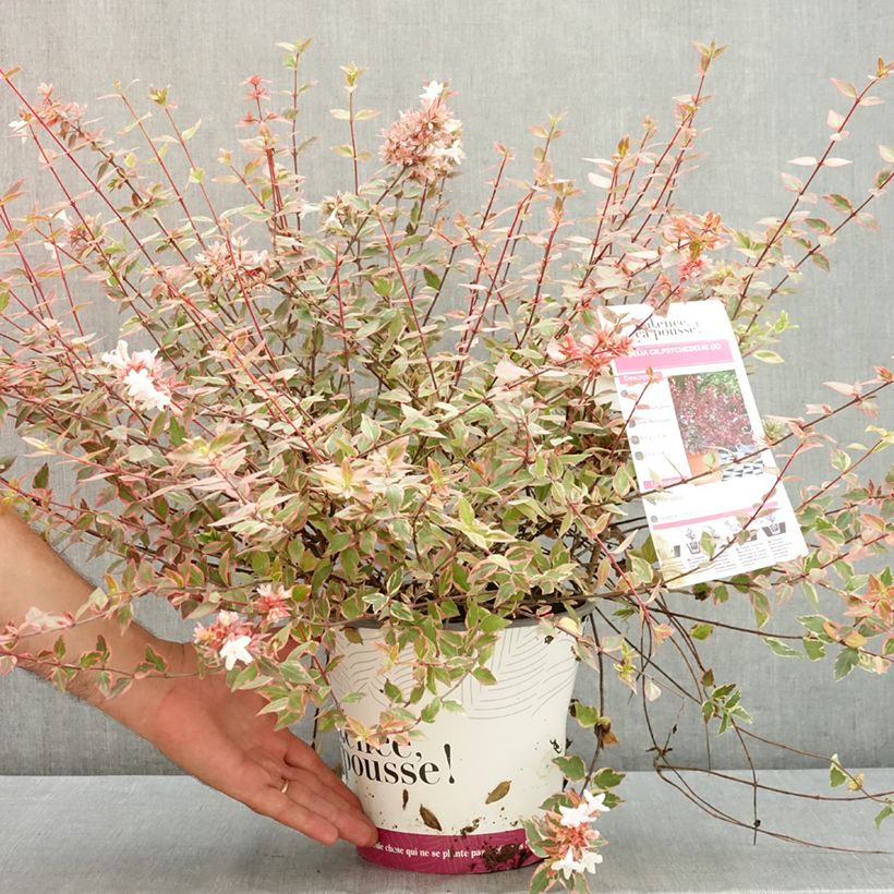 Abelia x grandiflora Psykedelik 4L/5L pot sample as delivered in summer