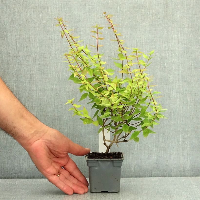 Abelia grandiflora Sherwood 8/9 cm pot sample as delivered in summer