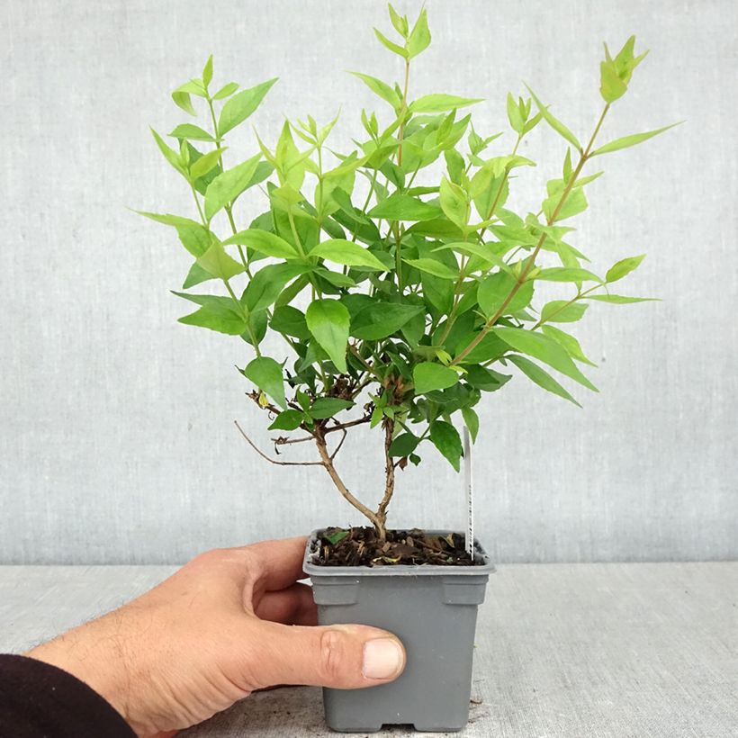 Abelia grandiflora Sherwood 8/9 cm pot sample as delivered in spring