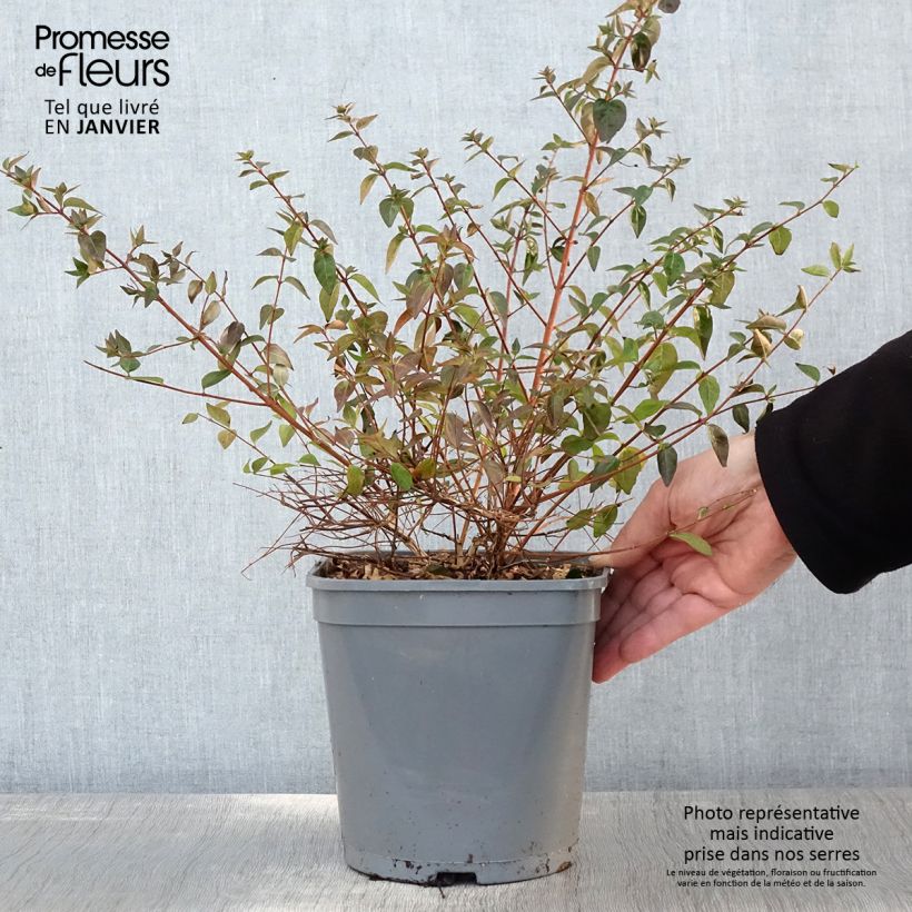 Abelia grandiflora Pink Pong 3L/4L pot sample as delivered in winter