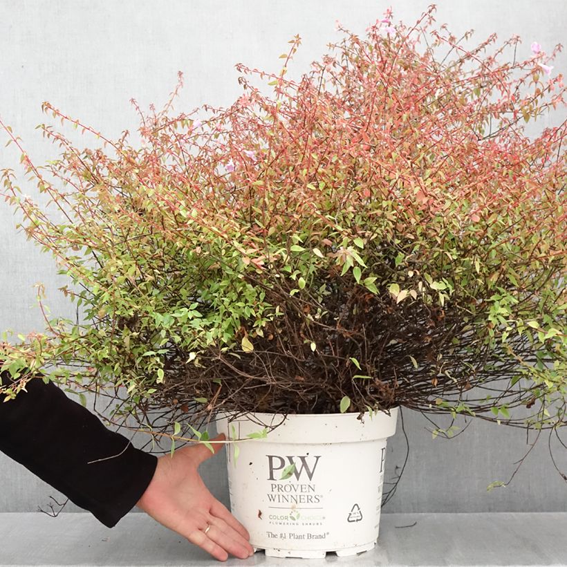 Abelia grandiflora PINKY BELLS 7.5L/10L pot sample as delivered in autumn