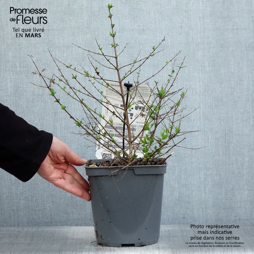 Abelia Raspberry Profusion 3L/4L pot sample as delivered in spring