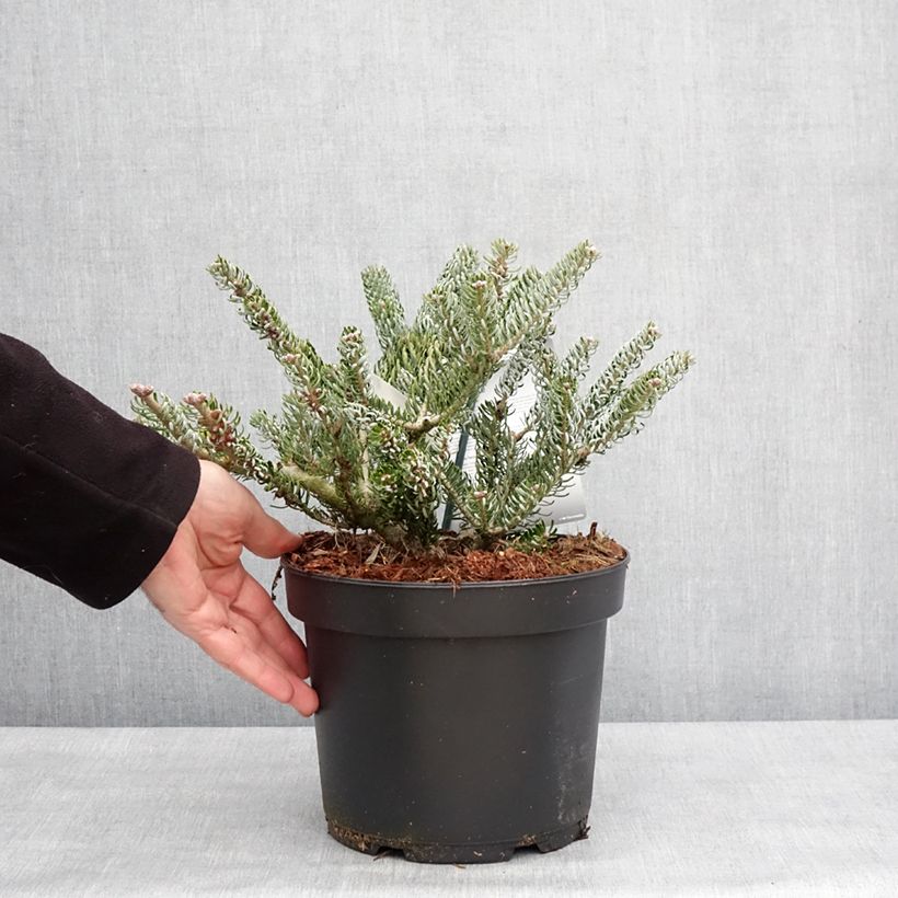 Abies koreana Silberlocke - Korean Fir 4L/5L pot sample as delivered in winter