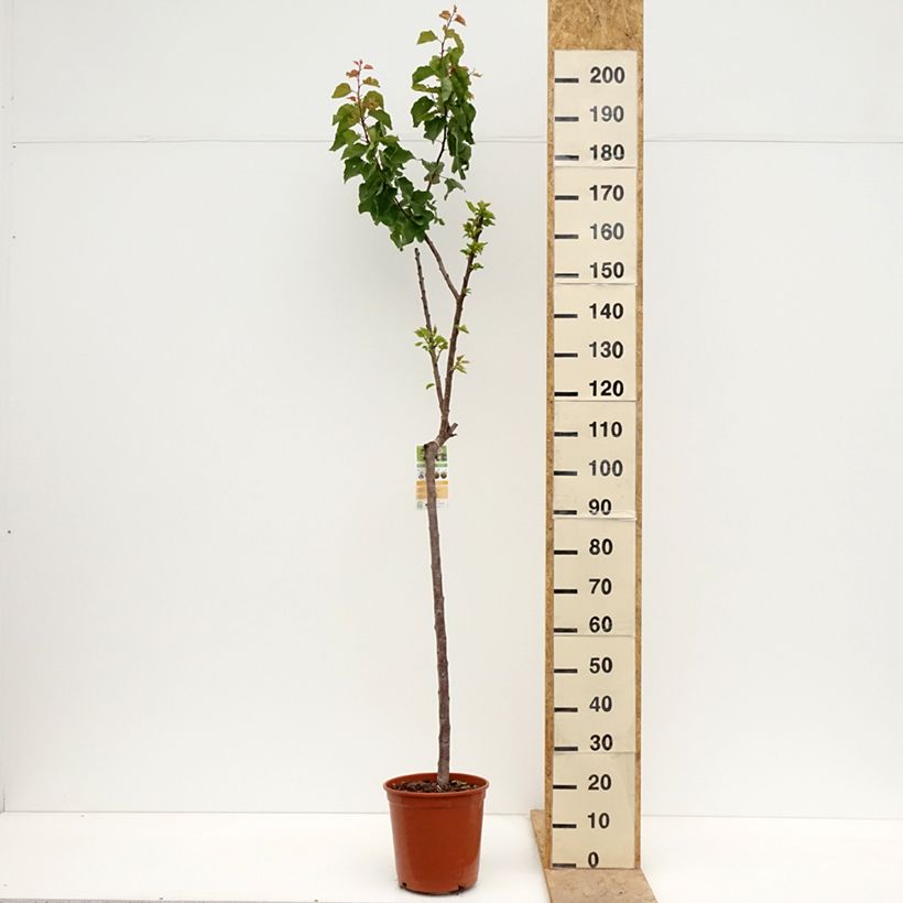 Prunus armeniaca Bergeron Apricot Tree - Prunus armeniaca 7.5L/10L pot, Half standard sample as delivered in spring