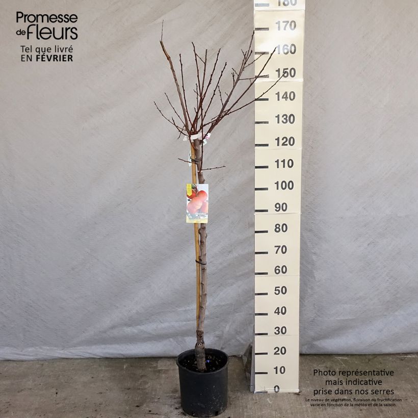 Prunus armeniaca Bergeron Apricot Tree - Prunus armeniaca 7.5L/10L pot, Goblet sample as delivered in winter