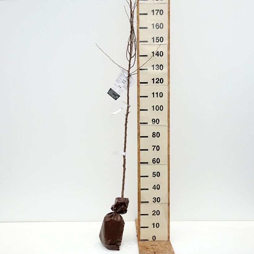 Prunus armeniaca Bergeron Apricot Tree - Prunus armeniaca Ready-to-plant root ball, Scion sample as delivered in autumn