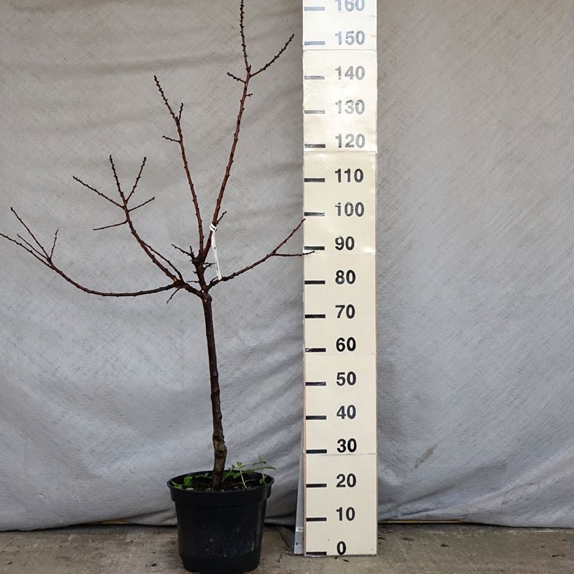 Prunus armeniaca Bergeval - Bergeval Apricot Tree 7.5L/10L pot, Goblet sample as delivered in spring