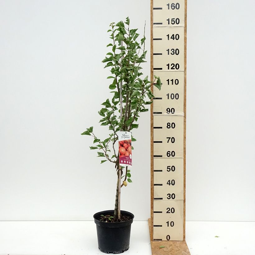 Prunus armeniaca Canino Apricot Tree - Prunus armeniaca 7.5L/10L pot, Goblet sample as delivered in summer