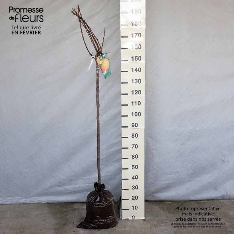 Prunus armeniaca Doucoeur - Apricot Tree Ready-to-plant root ball, Half standard sample as delivered in winter