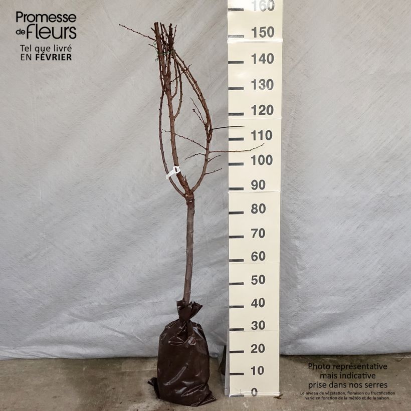 Prunus armeniaca Doucoeur - Apricot Tree Ready-to-plant root ball, Goblet sample as delivered in winter