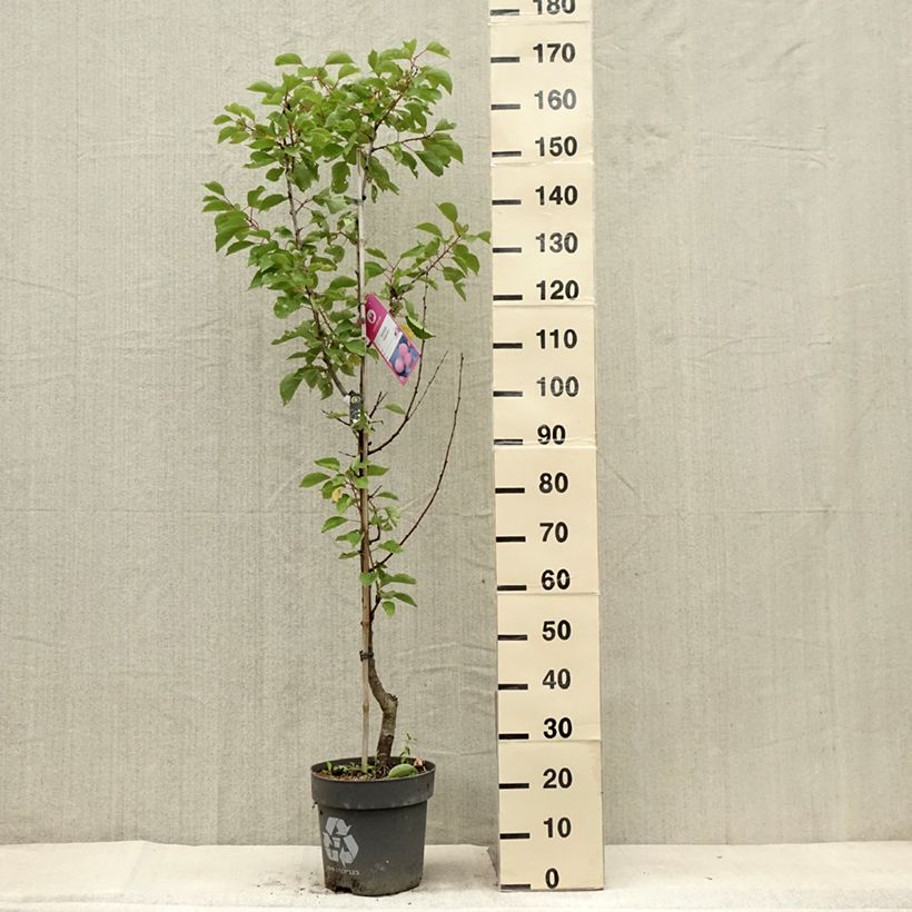 Prunus armeniaca Goldrich - Apricot Tree 7.5L/10L pot, Goblet sample as delivered in summer