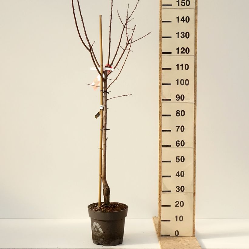 Prunus armeniaca Hargrand - Apricot Tree 7.5L/10L pot, Goblet sample as delivered in winter