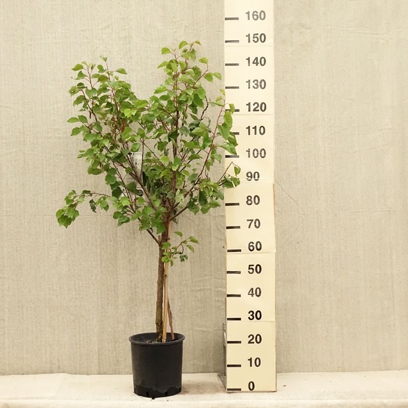 Prunus armeniaca Luizet - Apricot Tree 7.5L/10L pot, Goblet sample as delivered in summer
