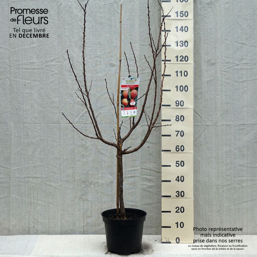 Prunus armeniaca Luizet - Apricot Tree 7.5L/10L pot, Goblet sample as delivered in winter