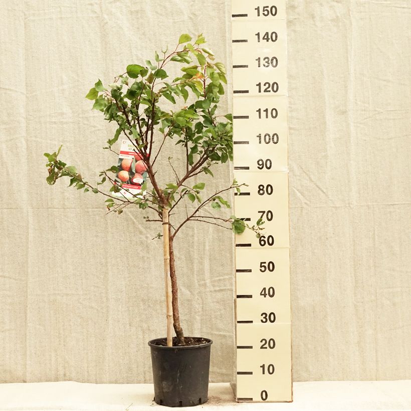 Prunus armeniaca Luizet - Apricot Tree 7.5L/10L pot, Goblet sample as delivered in spring