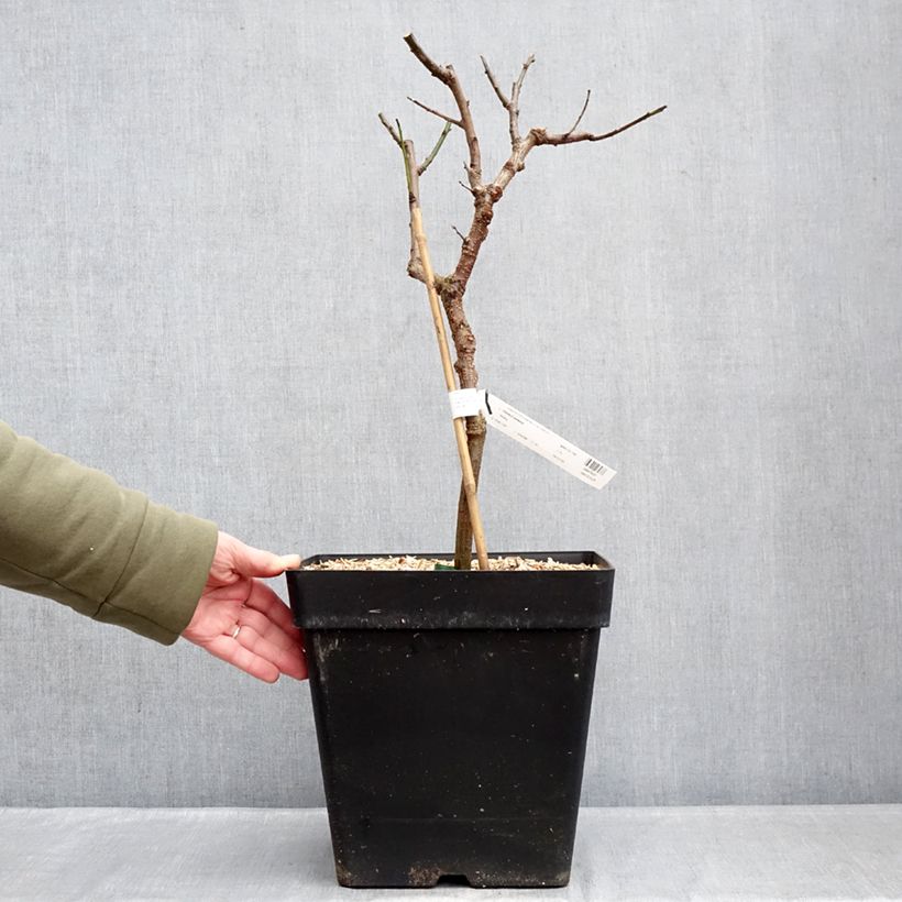 Prunus armeniaca Fruit Me Apricot Me Pending - Apricot Tree 7.5L/10L pot, Dwarf sample as delivered in winter