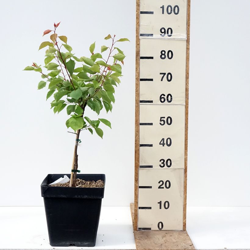 Prunus armeniaca Fruit Me Apricot Me Pending - Apricot Tree 7.5L/10L pot, Dwarf sample as delivered in spring