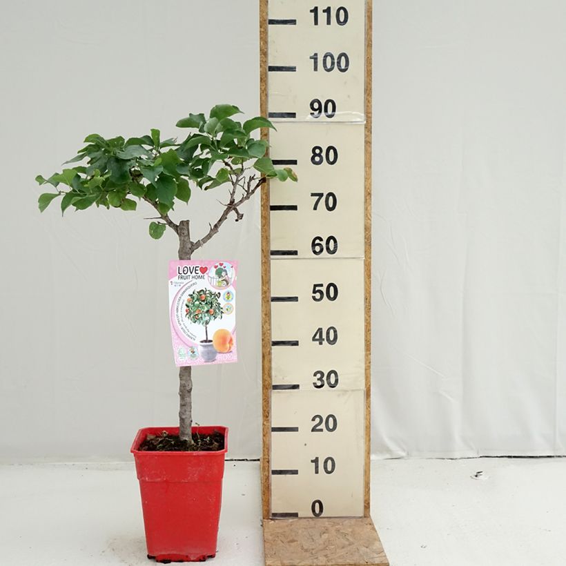 Prunus armeniaca Garden Aprigold - Apricot Tree 6L/7L pot, Quarter standard sample as delivered in summer