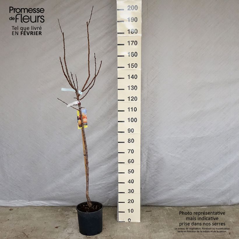 Prunus armeniaca Polonais - Apricot Tree 7.5L/10L pot, Goblet sample as delivered in winter