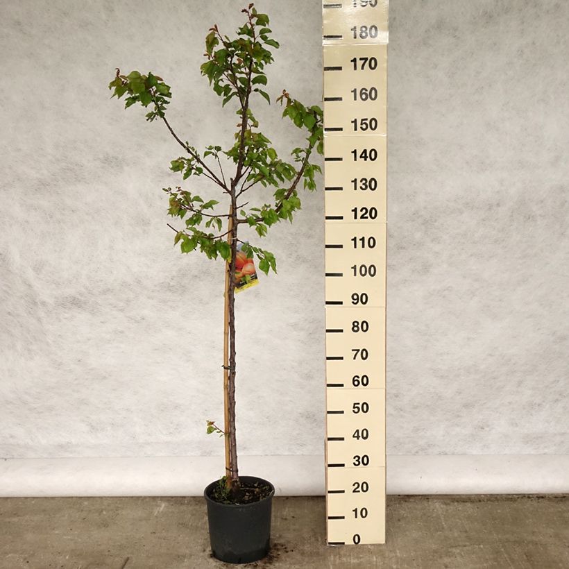 Prunus armeniaca Polonais - Apricot Tree 7.5L/10L pot, Goblet sample as delivered in spring