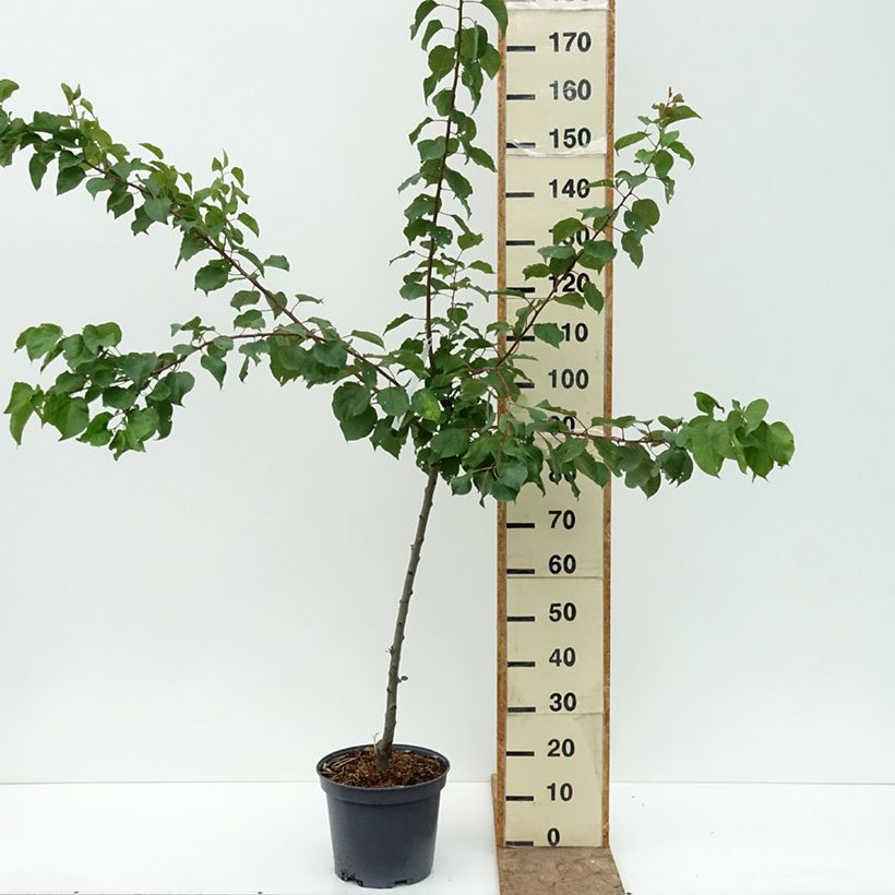 Prunus armeniaca Early Saumur - Apricot Tree 7.5L/10L pot, Goblet sample as delivered in summer