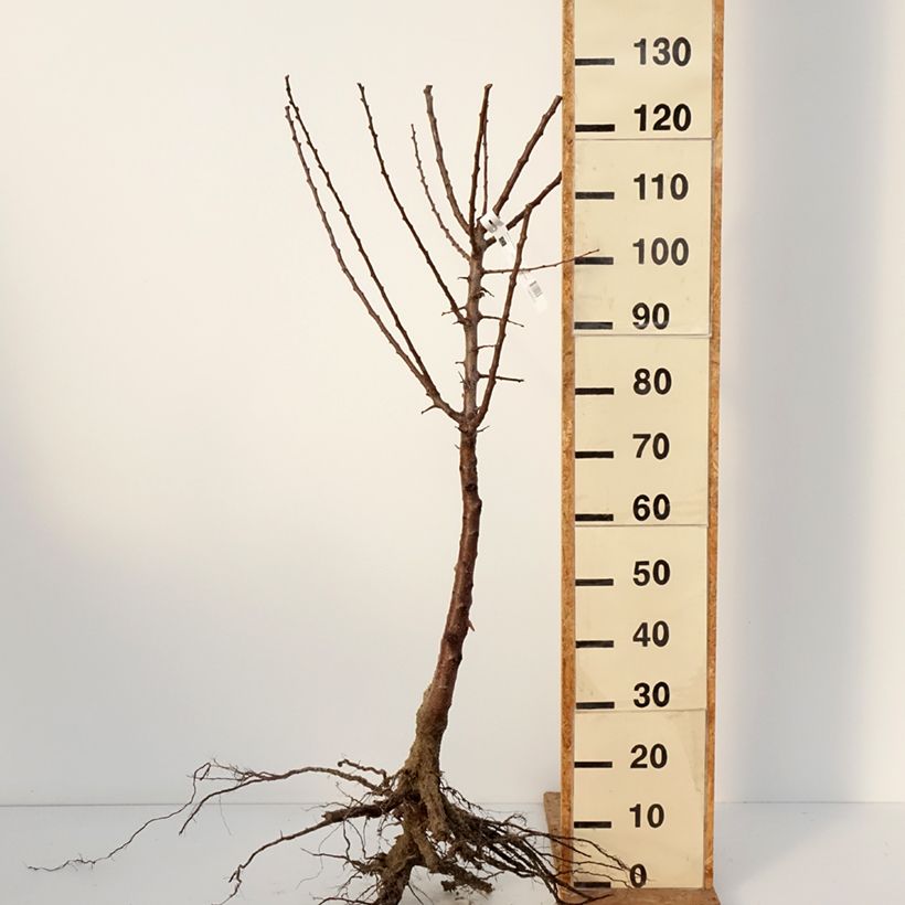 Prunus armeniaca Early Saumur - Apricot Tree Bare root, Goblet sample as delivered in winter