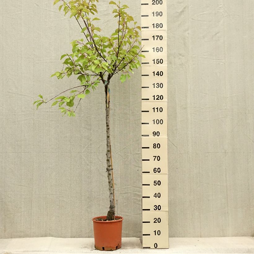 Prunus armeniaca Bulida Apricot Tree - Prunus armeniaca 7.5L/10L pot, Half standard sample as delivered in summer
