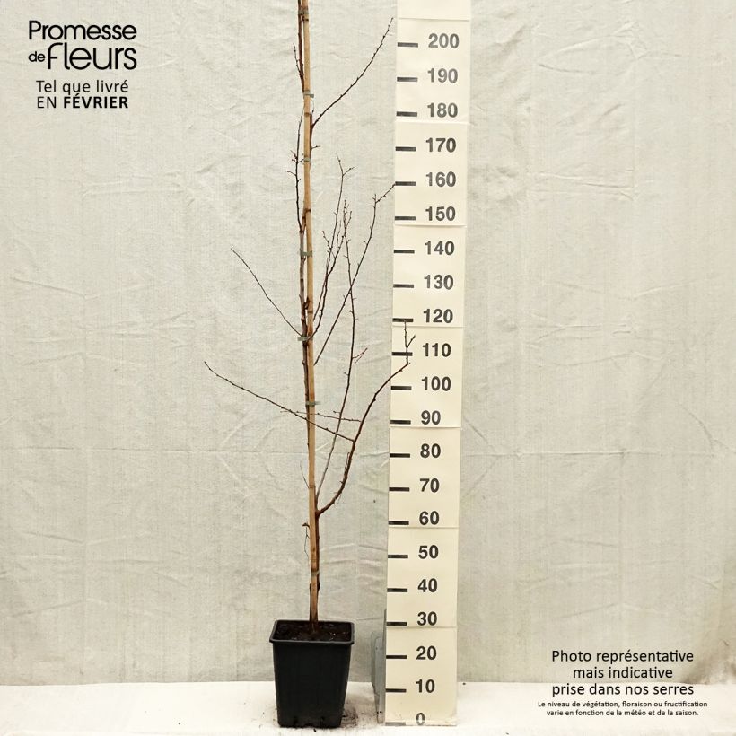 Prunus armeniaca Harcot - Apricot Tree 7.5L/10L pot, Goblet sample as delivered in winter
