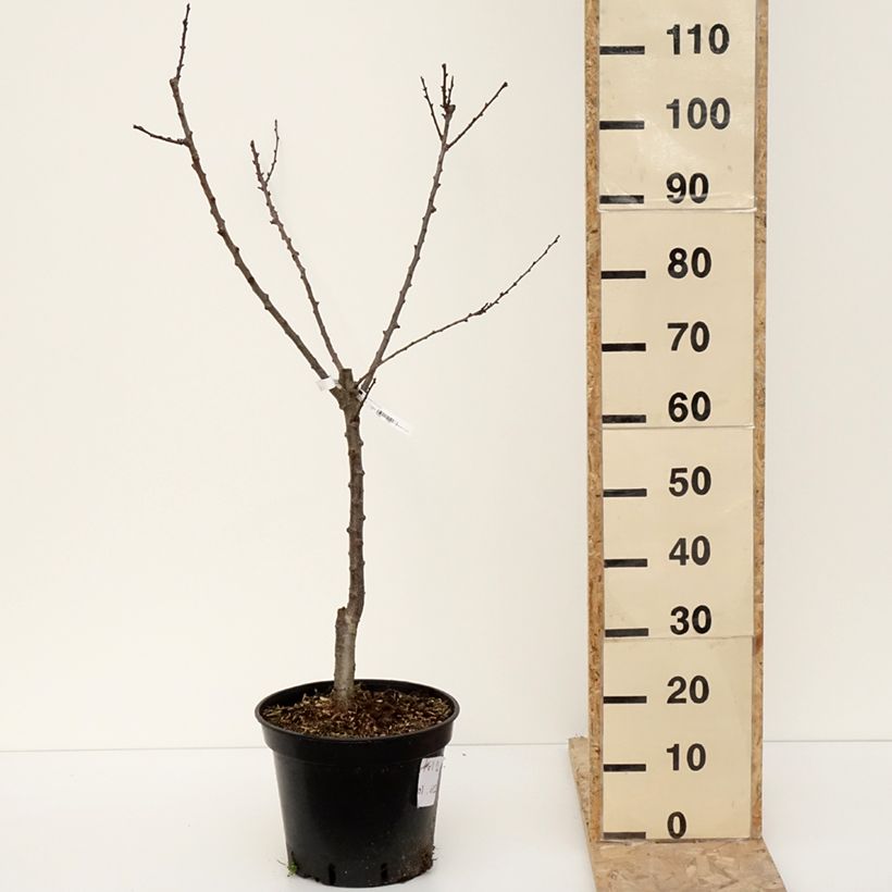 Prunus armeniaca Hungarian Best  - Apricot Tree 7.5L/10L pot, Goblet sample as delivered in winter