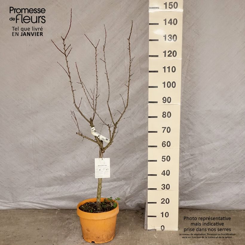 Prunus armeniaca Nanum - Apricot Tree 7.5L/10L pot, Dwarf sample as delivered in winter