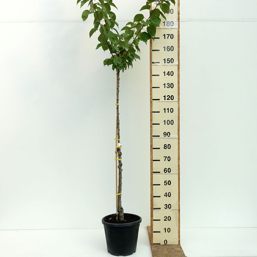 Prunus armeniaca Late Naked Bordaneil - Apricot Tree 7.5L/10L pot, Goblet sample as delivered in summer