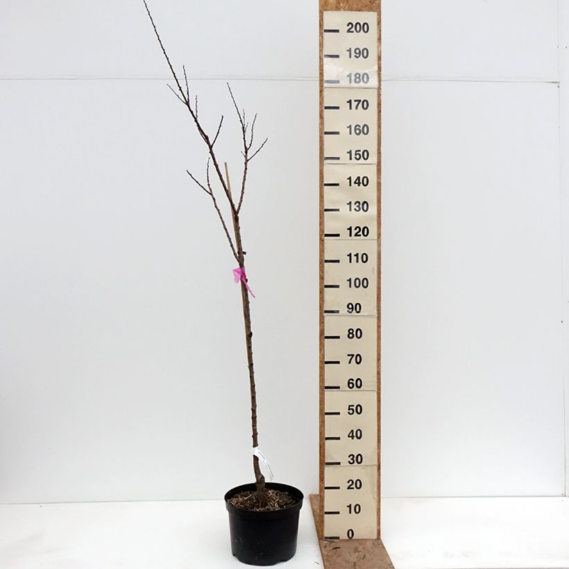 Prunus armeniaca Late Naked Bordaneil - Apricot Tree 7.5L/10L pot, Goblet sample as delivered in winter