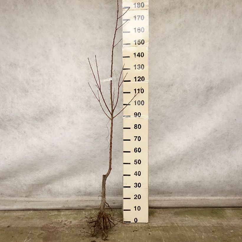 Prunus armeniaca Rouge du Roussillon - Apricot Tree Bare root, Scion sample as delivered in autumn