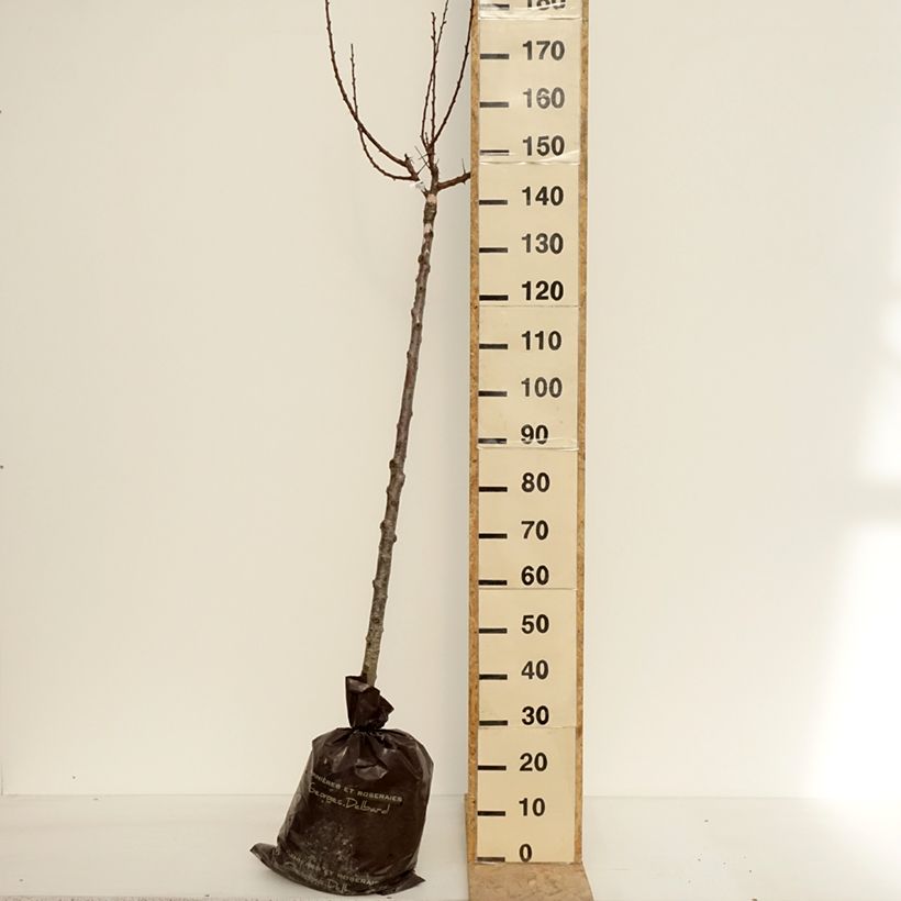 Prunus armeniaca Rouge du Roussillon - Georges Delbard Ready-to-plant root ball, Half standard sample as delivered in spring