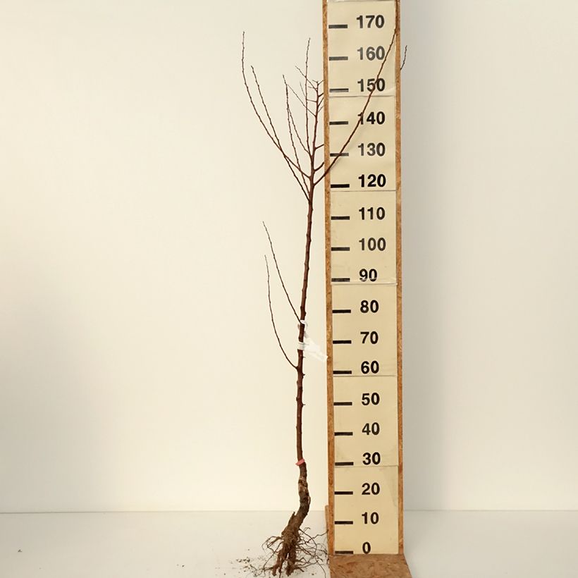 Prunus armeniaca Rouge du Roussillon - Georges Delbard Bare root, Scion sample as delivered in winter