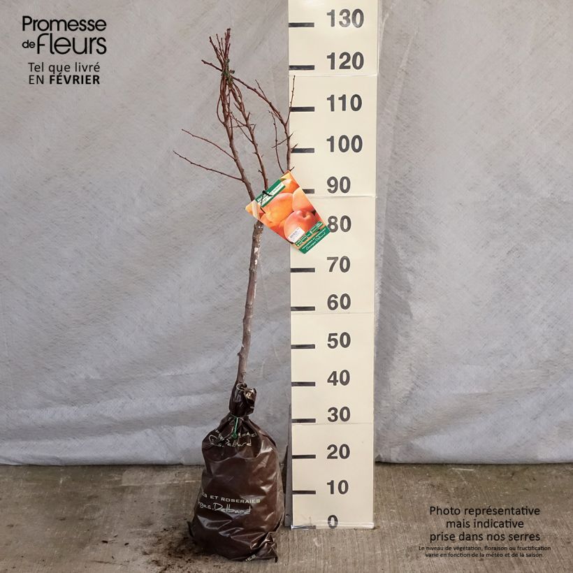 Prunus armeniaca Rouge du Roussillon - Georges Delbard Ready-to-plant root ball, Goblet sample as delivered in winter
