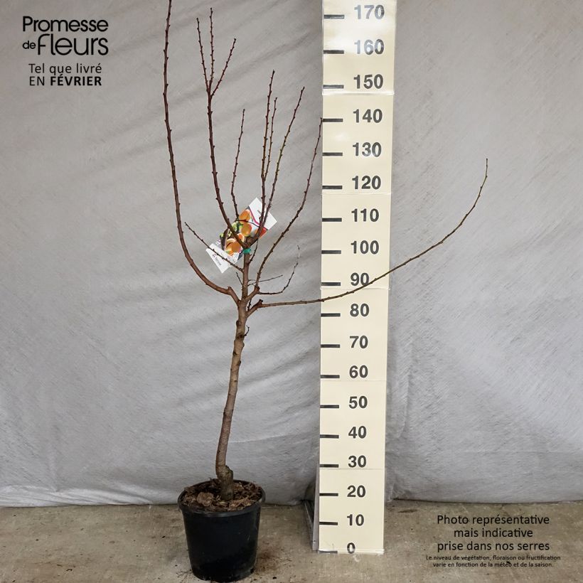 Prunus armeniaca Royal - Apricot Tree 7.5L/10L pot, Goblet sample as delivered in winter