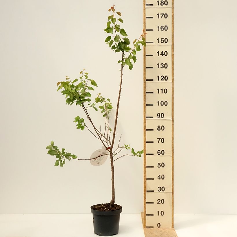 Prunus armeniaca Royal - Apricot Tree 7.5L/10L pot, Goblet sample as delivered in spring