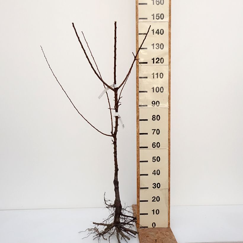 Prunus armeniaca Royal - Apricot Tree Bare root, Goblet sample as delivered in winter