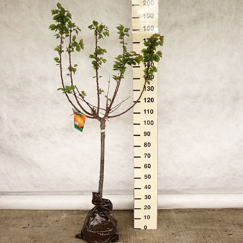 Prunus armeniaca Rustique Des Pyrénées - Apricot Tree Ready-to-plant root ball, Goblet sample as delivered in spring