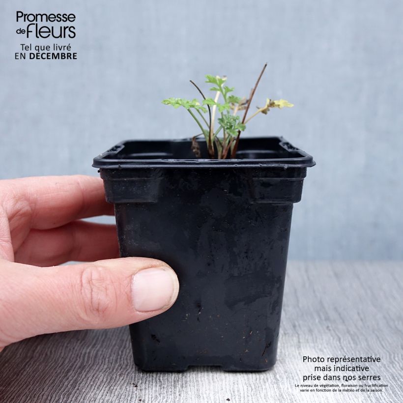 Organic Common Wormwood - Artemisia absinthium 7/8 cm pot sample as delivered in winter