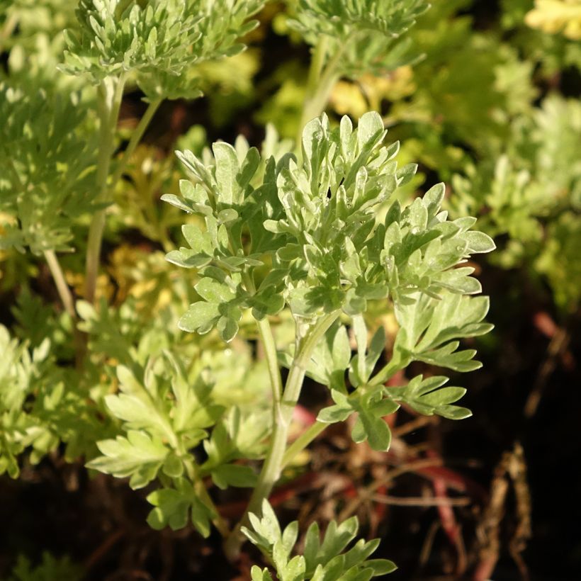 Organic Common Wormwood - Artemisia absinthium (Foliage)