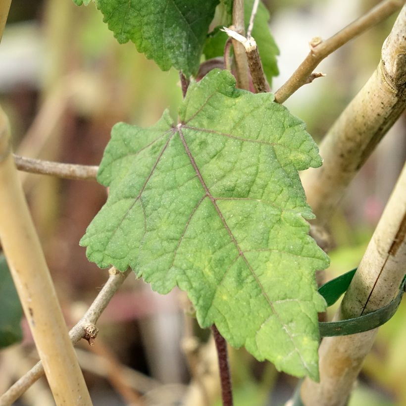 Abutilon megapotamicum Ines - Indian Mallow (Foliage)