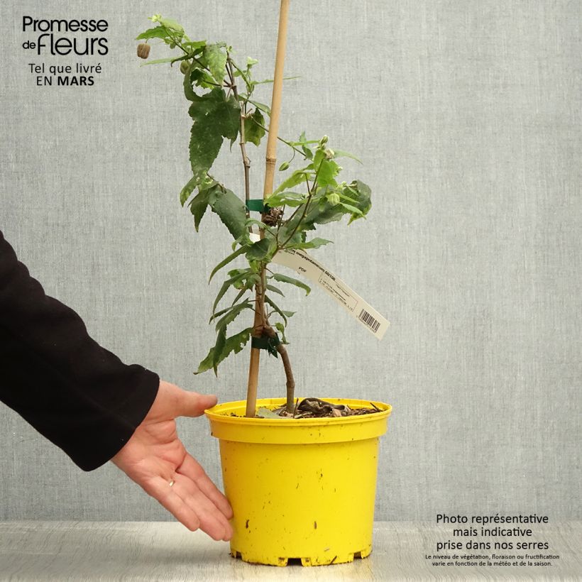 Abutilon megapotamicum Ines - Indian Mallow 3L/4L pot sample as delivered in spring